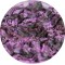 Lost in The Sea of Purple - Pigment Machiaj Ama Cameleon