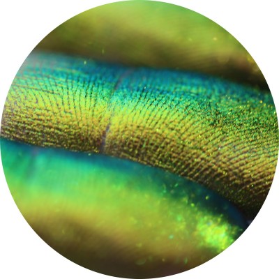 Crystal Rhapsodies by Tania Maxim