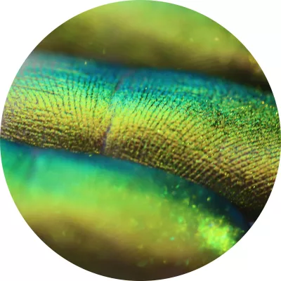 Crystal Rhapsodies by Tania Maxim