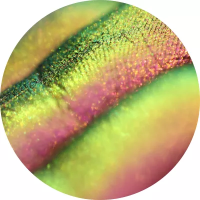 Royal Crown of Perals by Tania Maxim